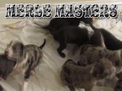 Merle Masters Merle PitBull Kennels